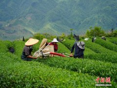 （乡村行·看振兴）贵州德江高山茶园：一季茶变“四季香”